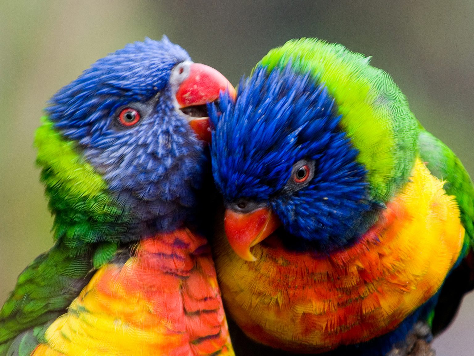 Exotic birds & Parrots Ballymena | Ladysmith Pet Supplies