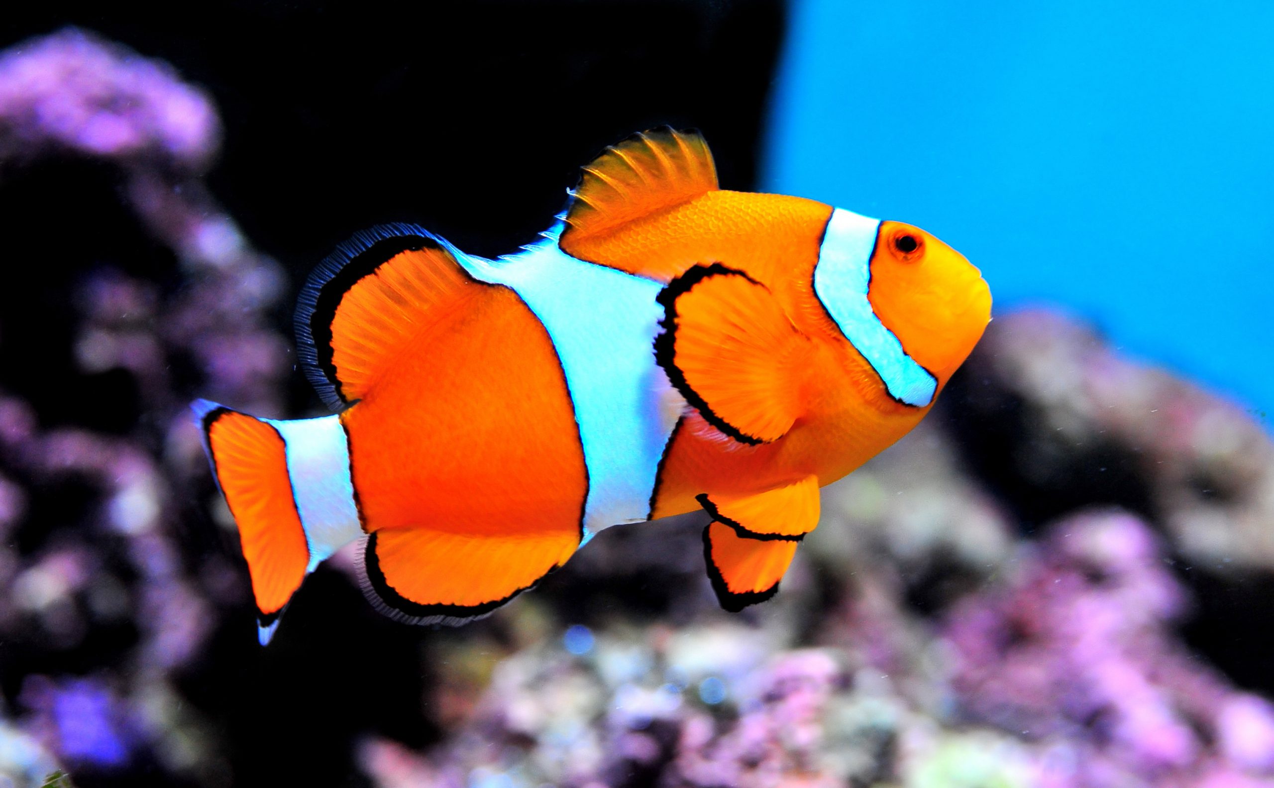 Cold Water Tropical Fish Ballymena Ladysmith Pet Supplies